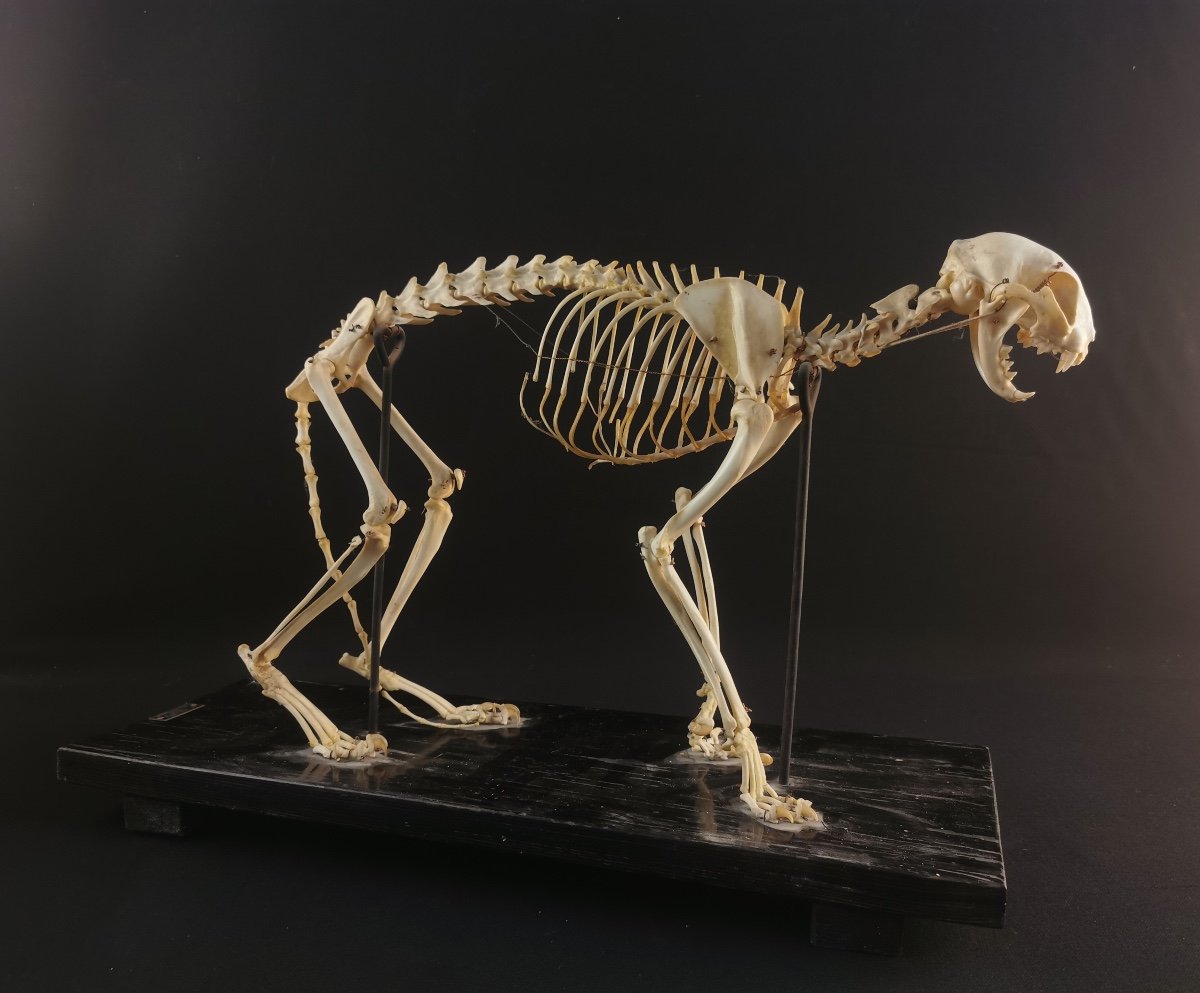 Cat Skeleton By N Boubee-photo-2