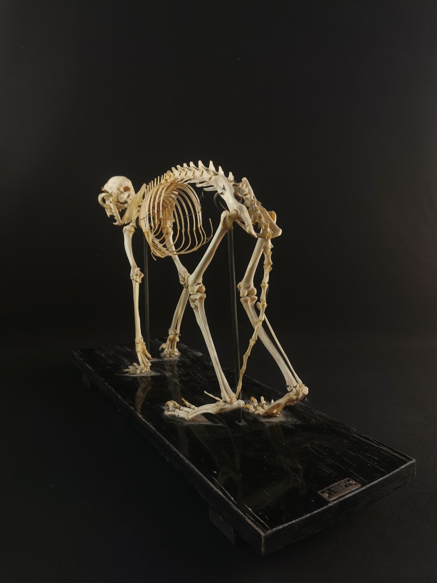 Cat Skeleton By N Boubee-photo-3