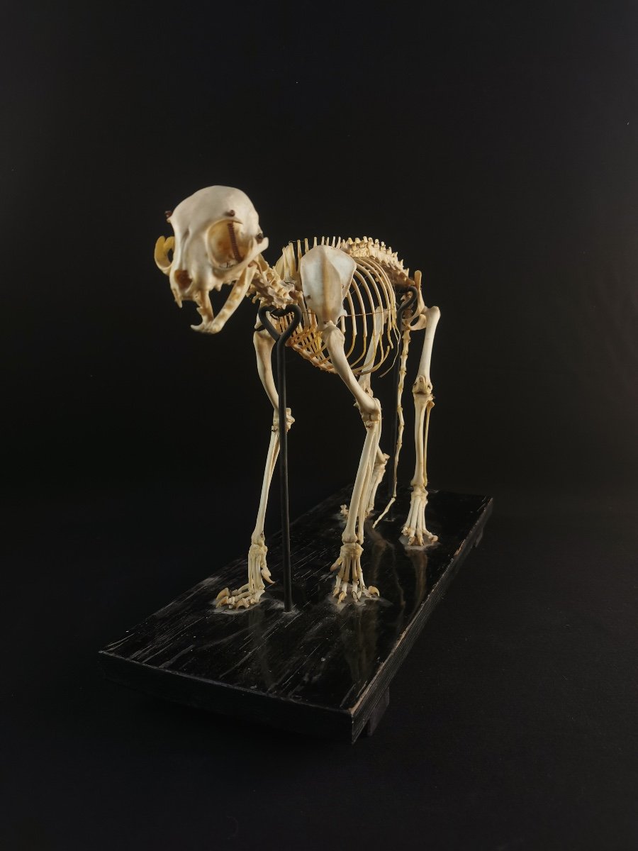 Cat Skeleton By N Boubee-photo-4