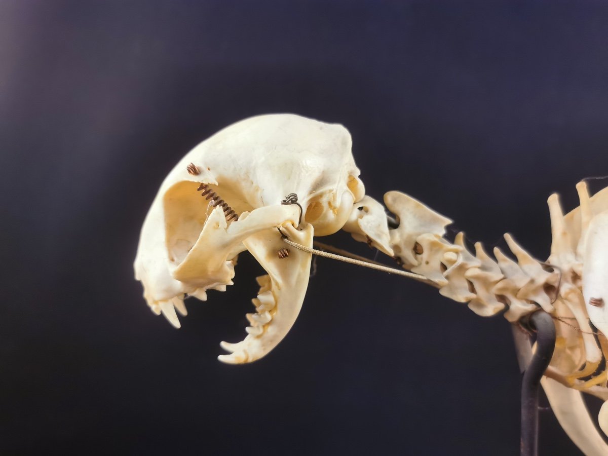 Cat Skeleton By N Boubee-photo-1