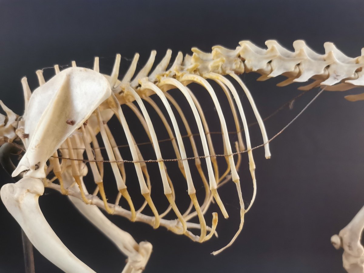 Cat Skeleton By N Boubee-photo-2