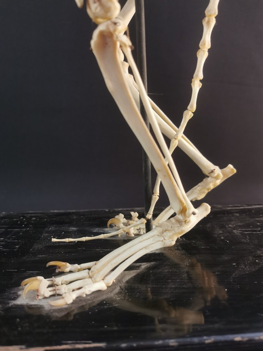 Cat Skeleton By N Boubee-photo-3