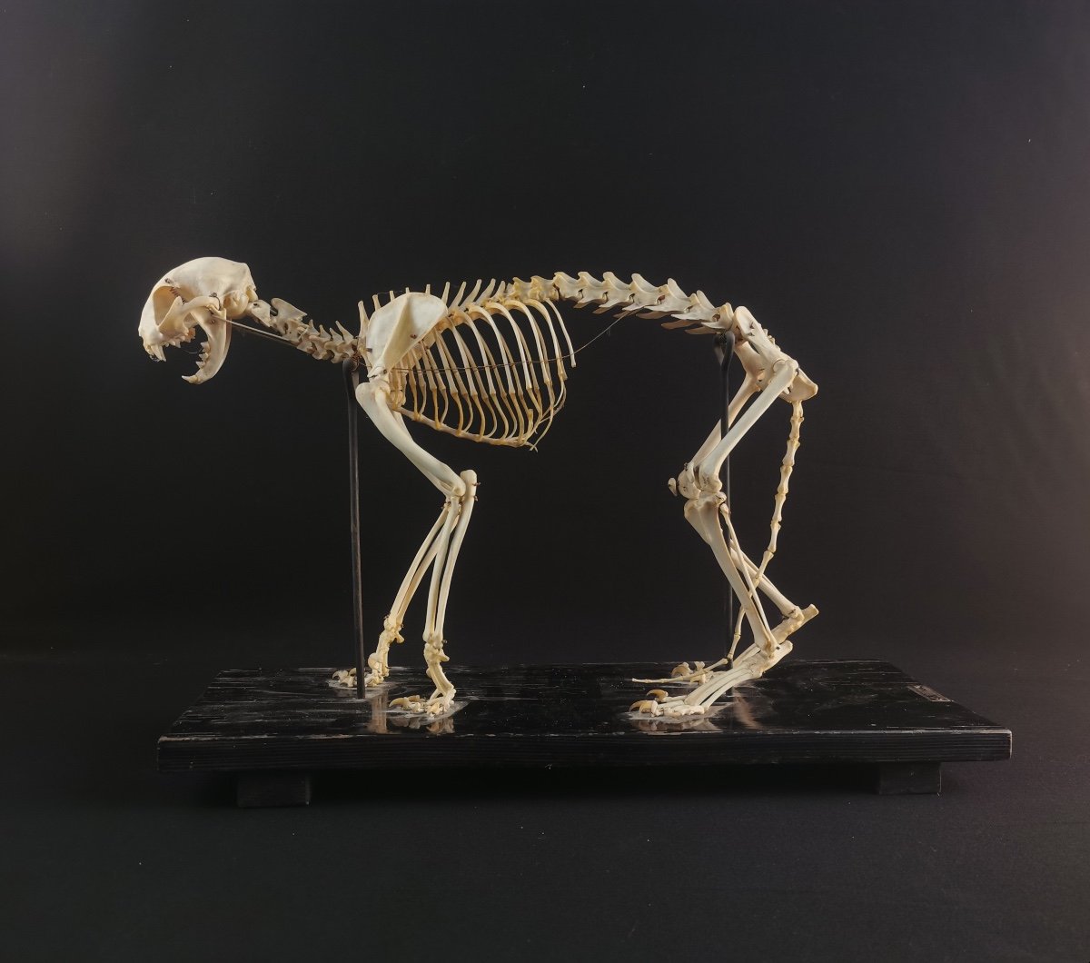 Cat Skeleton By N Boubee