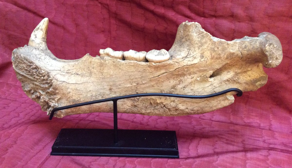 Cave Bear Jaw-photo-2