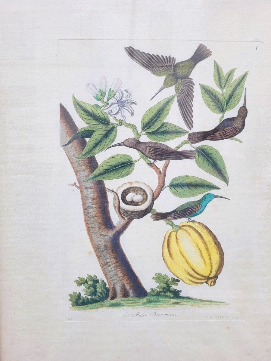Papillons Et Oiseaux, Gravures Colorées Encadrées, XIXème Siècle-photo-3