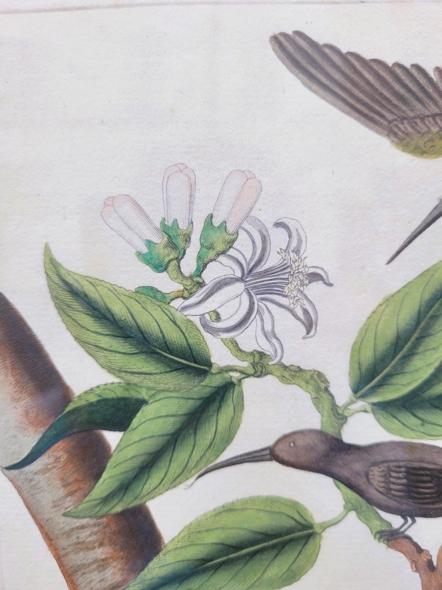Papillons Et Oiseaux, Gravures Colorées Encadrées, XIXème Siècle-photo-1