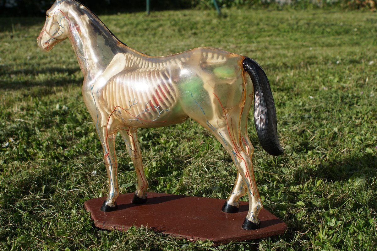 Rare maquette Anatomie Du Cheval-photo-3