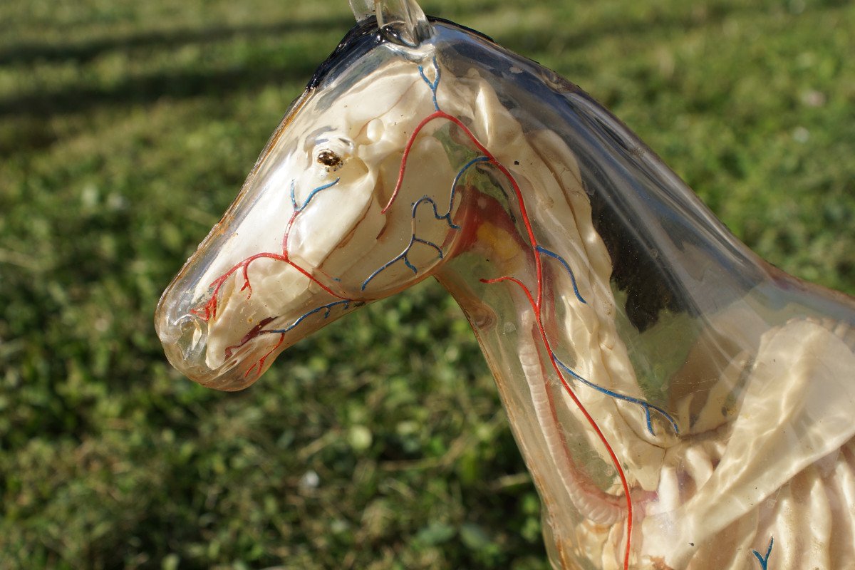 Rare maquette Anatomie Du Cheval-photo-4