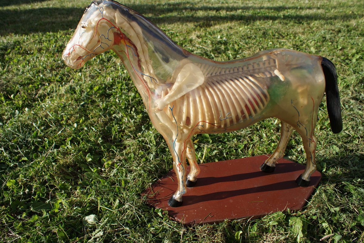 Rare maquette Anatomie Du Cheval-photo-3