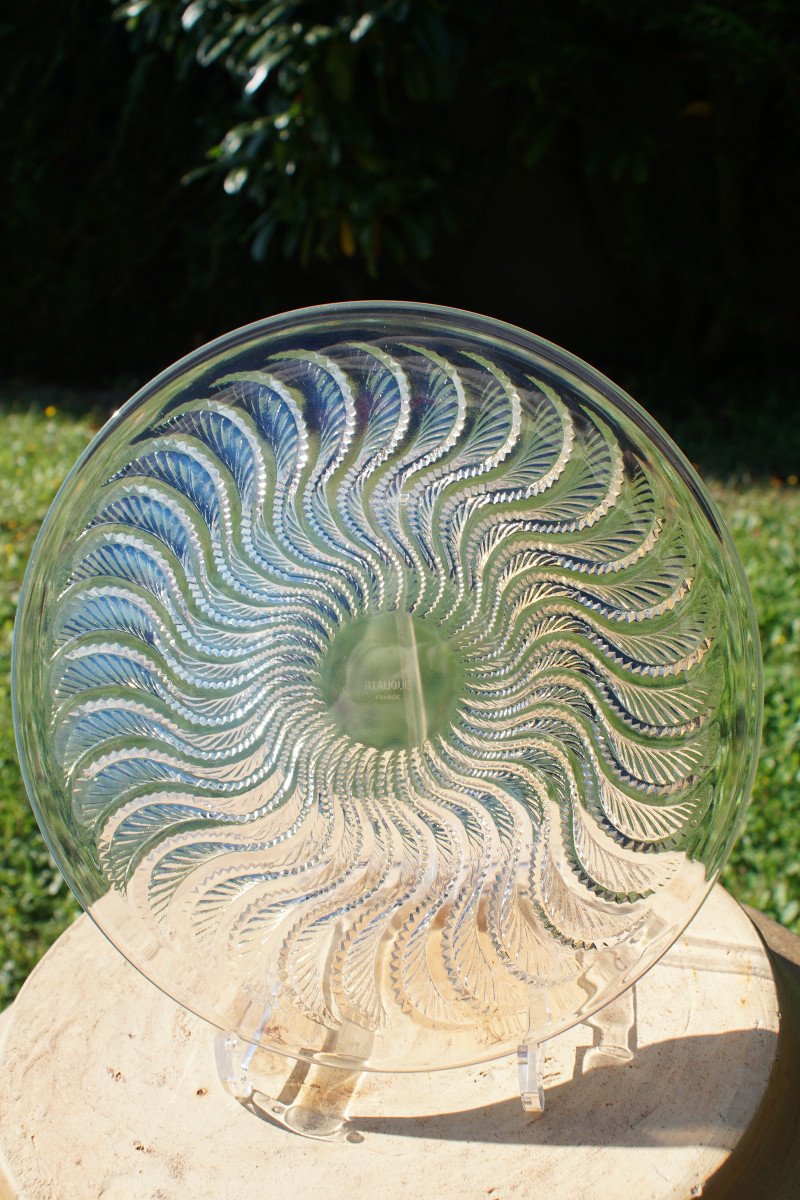 Coupe René Lalique - Modèle Actinia-photo-2