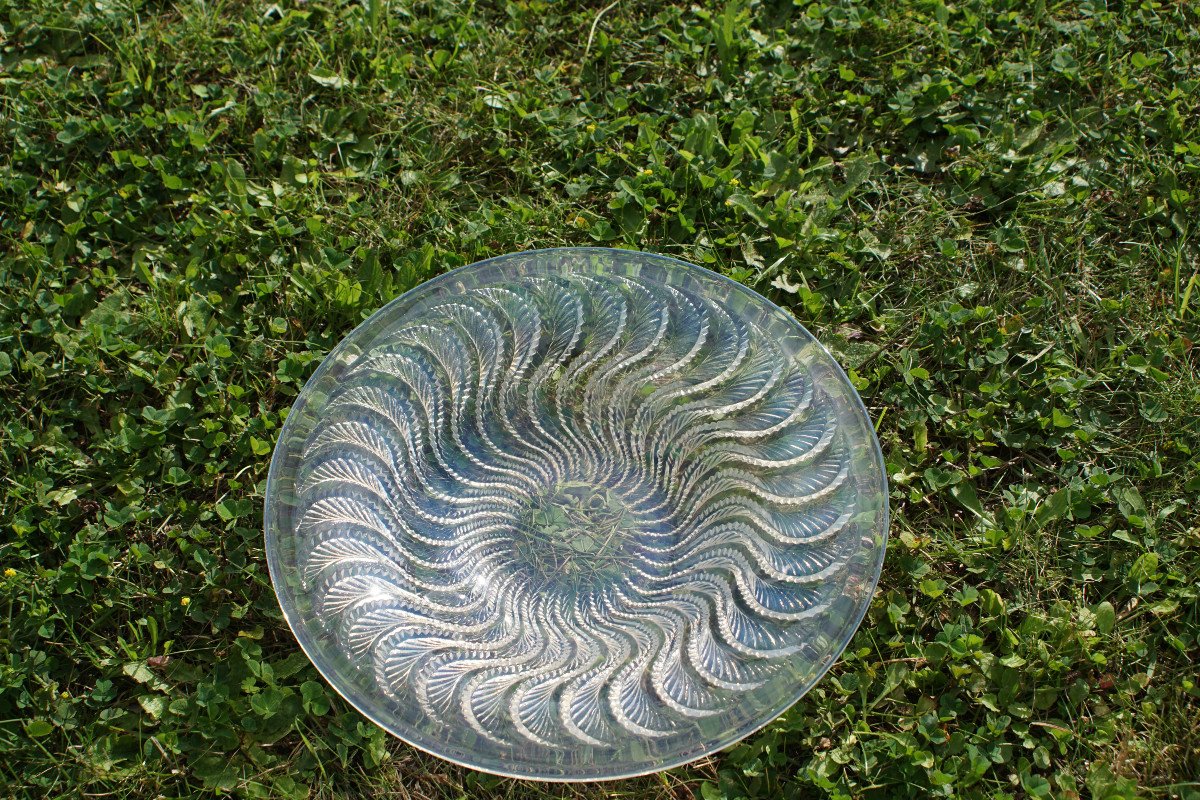 Coupe René Lalique - Modèle Actinia-photo-4