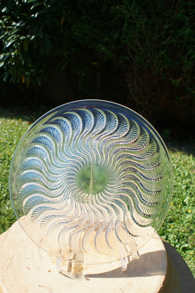 Coupe René Lalique - Modèle Actinia