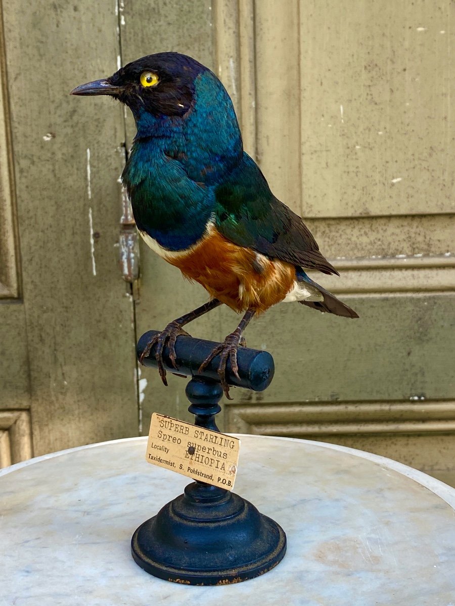 Oiseau Naturalisé Taxidermie XXème