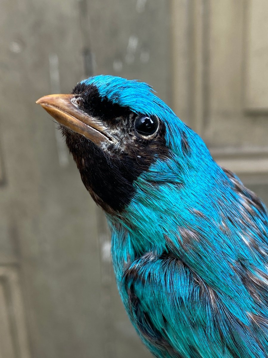 19th Century Naturalized Bird-photo-1