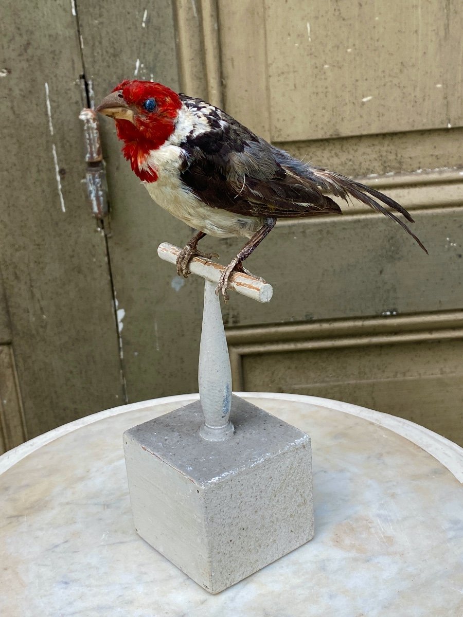 19th Century Naturalized Bird-photo-2