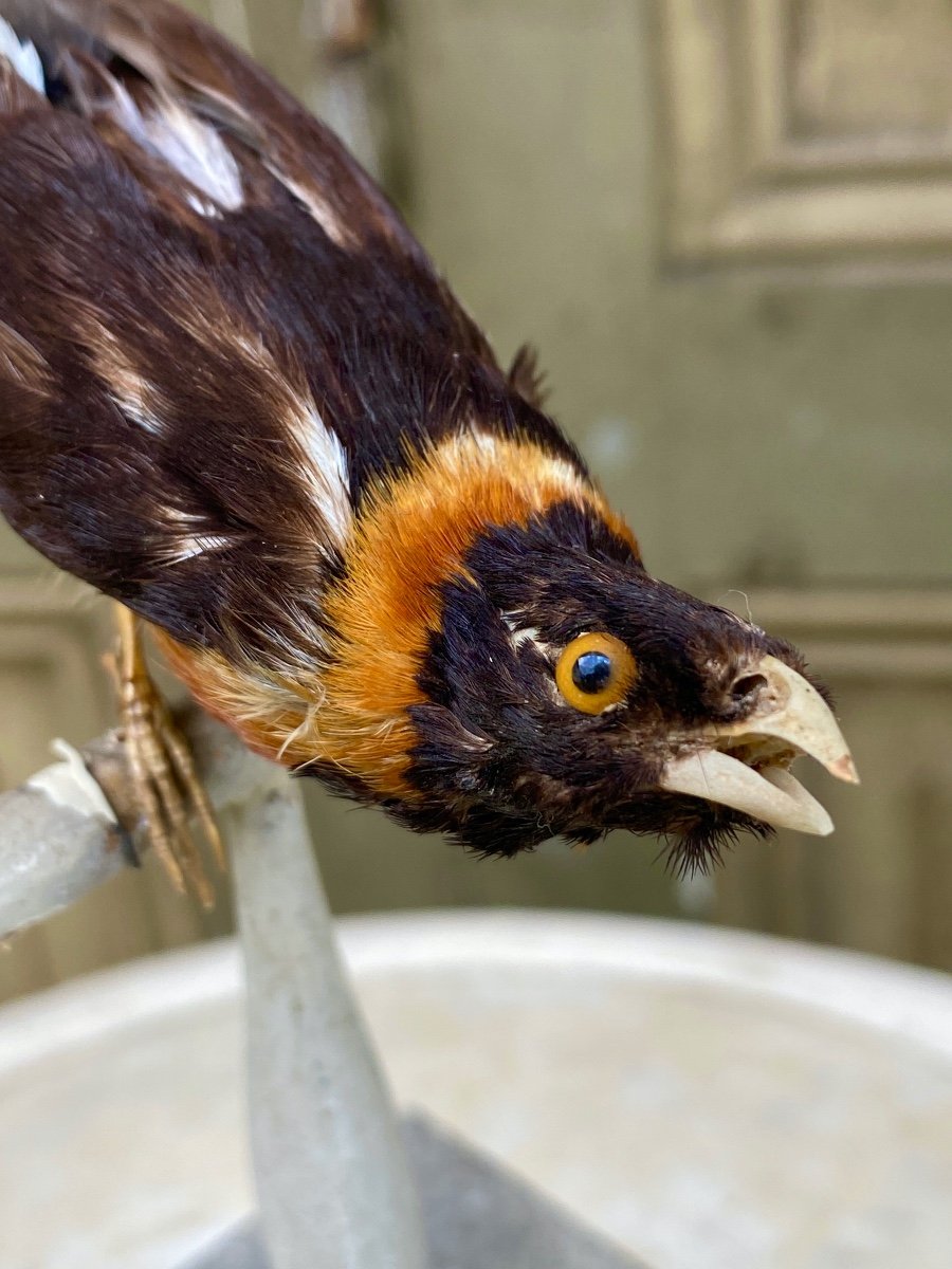 Oiseau Naturalisé Taxidermie XIXème-photo-4