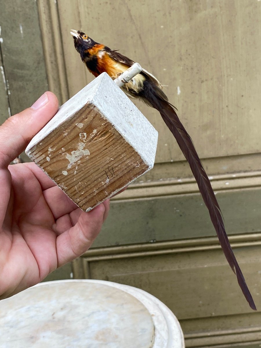 Oiseau Naturalisé Taxidermie XIXème-photo-1