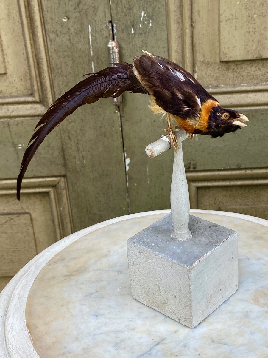 Oiseau Naturalisé Taxidermie XIXème