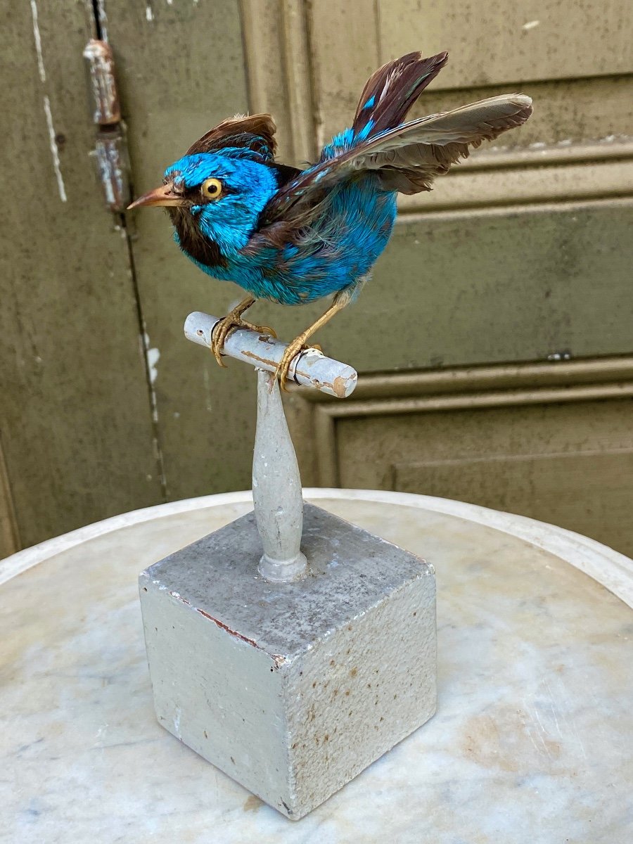 Naturalized Bird Taxidermy 19th Century-photo-2