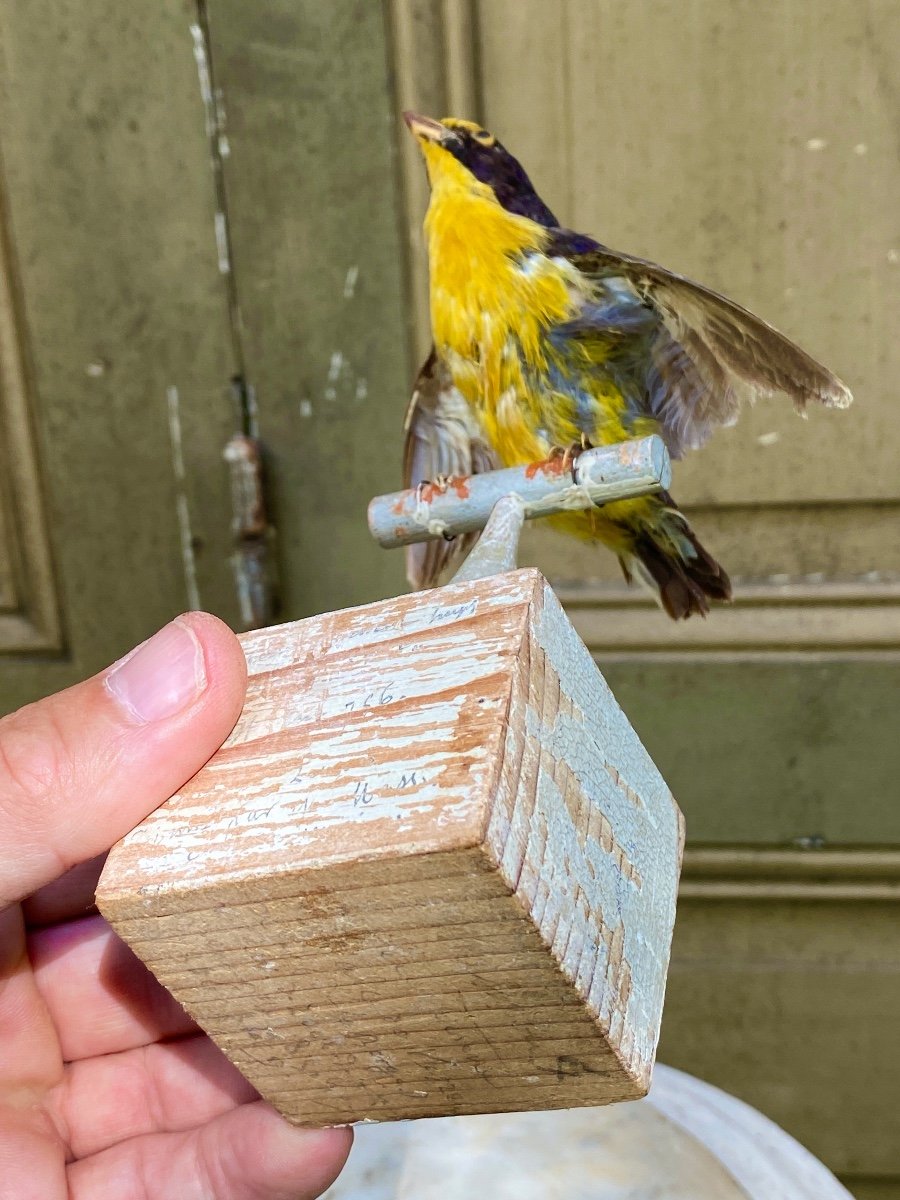 Naturalized Bird Taxidermy 19th Century-photo-4