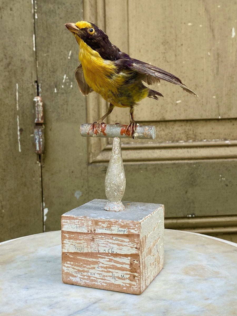 Naturalized Bird Taxidermy 19th Century-photo-2