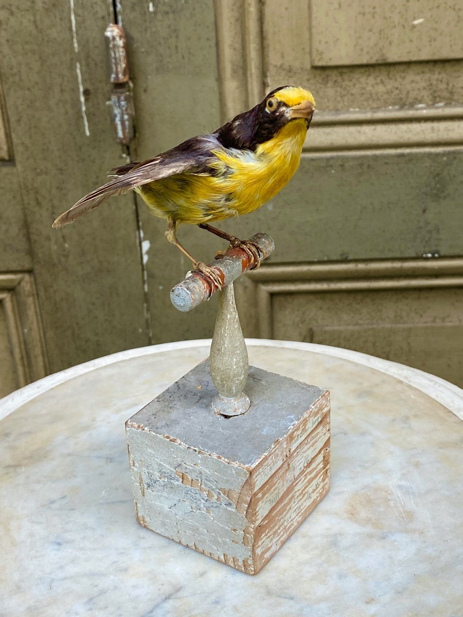 Naturalized Bird Taxidermy 19th Century