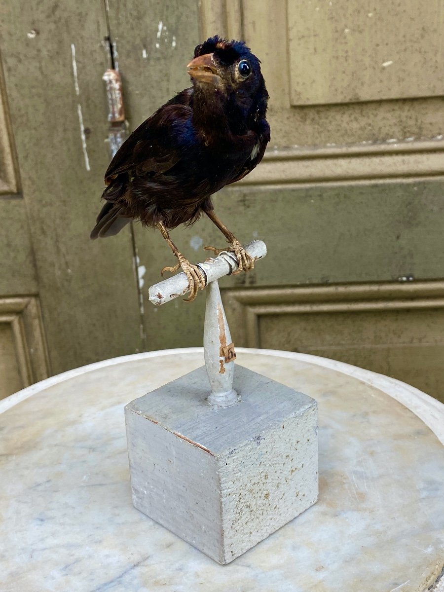 Naturalized Bird Taxidermy 19th Century-photo-2