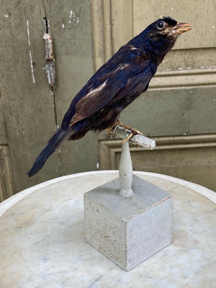 Naturalized Bird Taxidermy 19th Century-photo-3