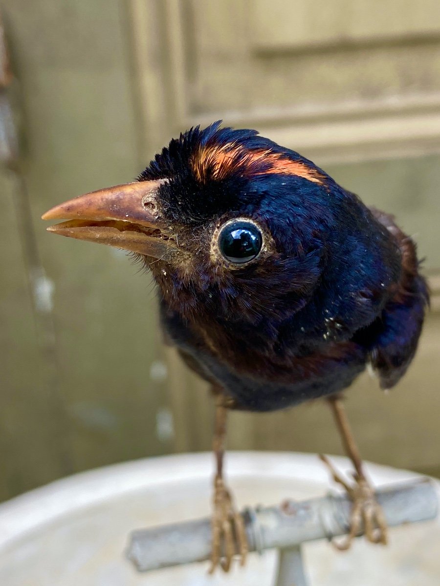 Naturalized Bird Taxidermy 19th Century-photo-2