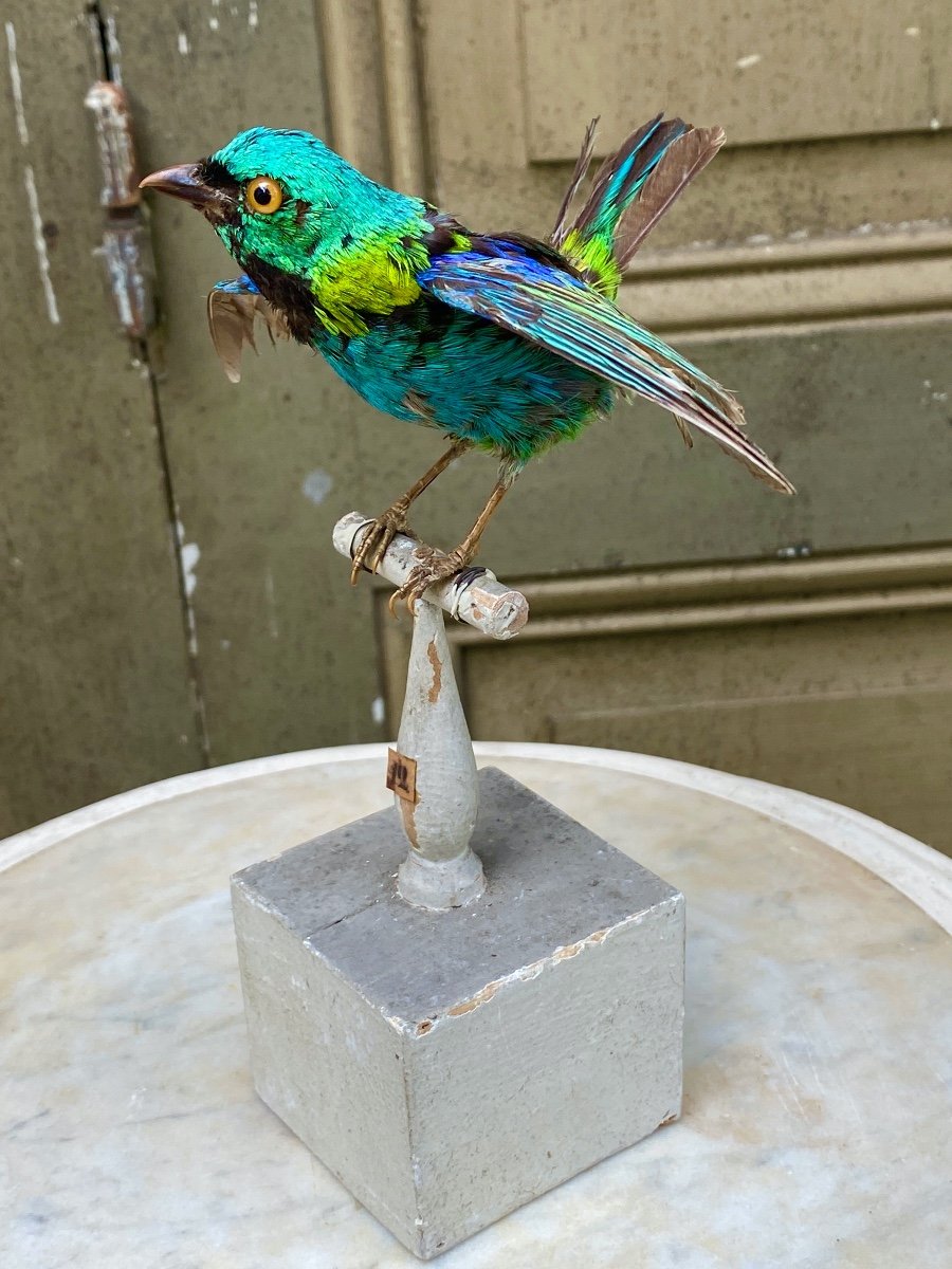 Naturalized Bird Taxidermy 19th Century-photo-2