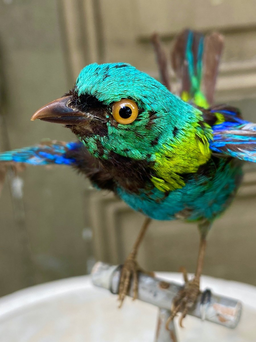 Naturalized Bird Taxidermy 19th Century-photo-3