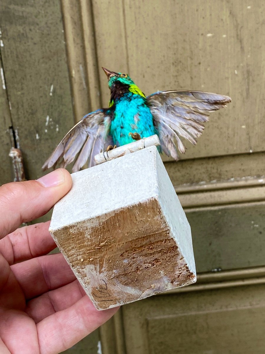 Naturalized Bird Taxidermy 19th Century-photo-1