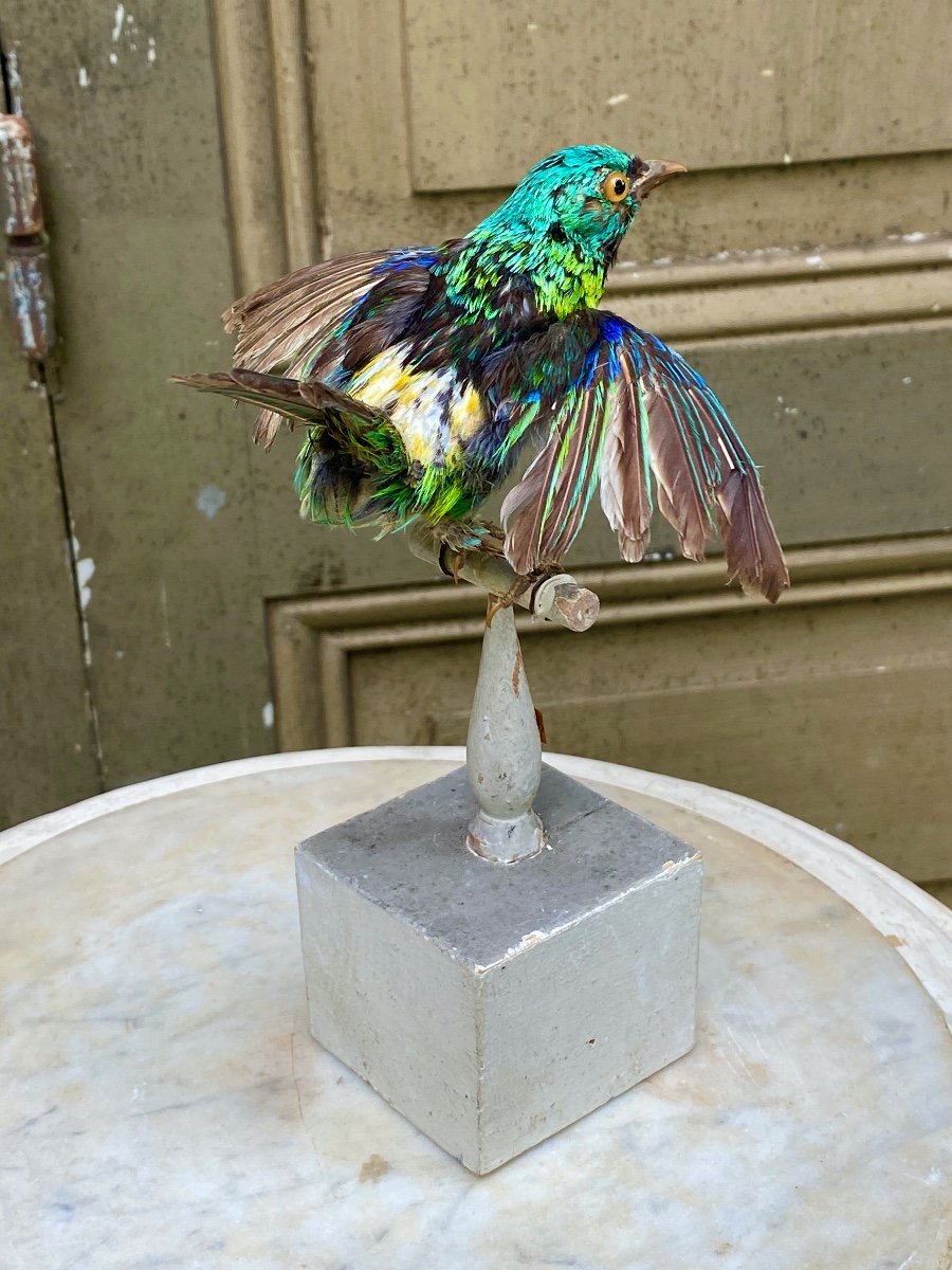 Naturalized Bird Taxidermy 19th Century-photo-2