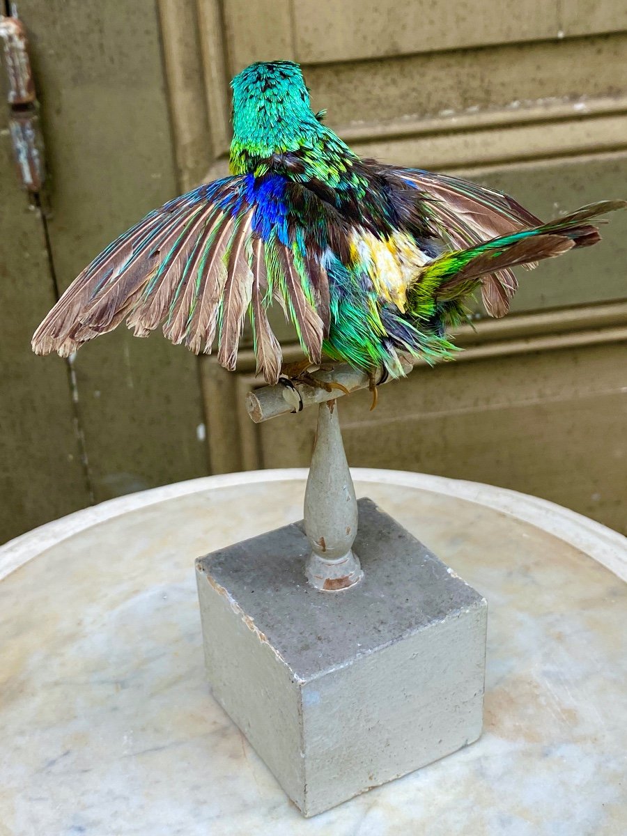 Naturalized Bird Taxidermy 19th Century-photo-3