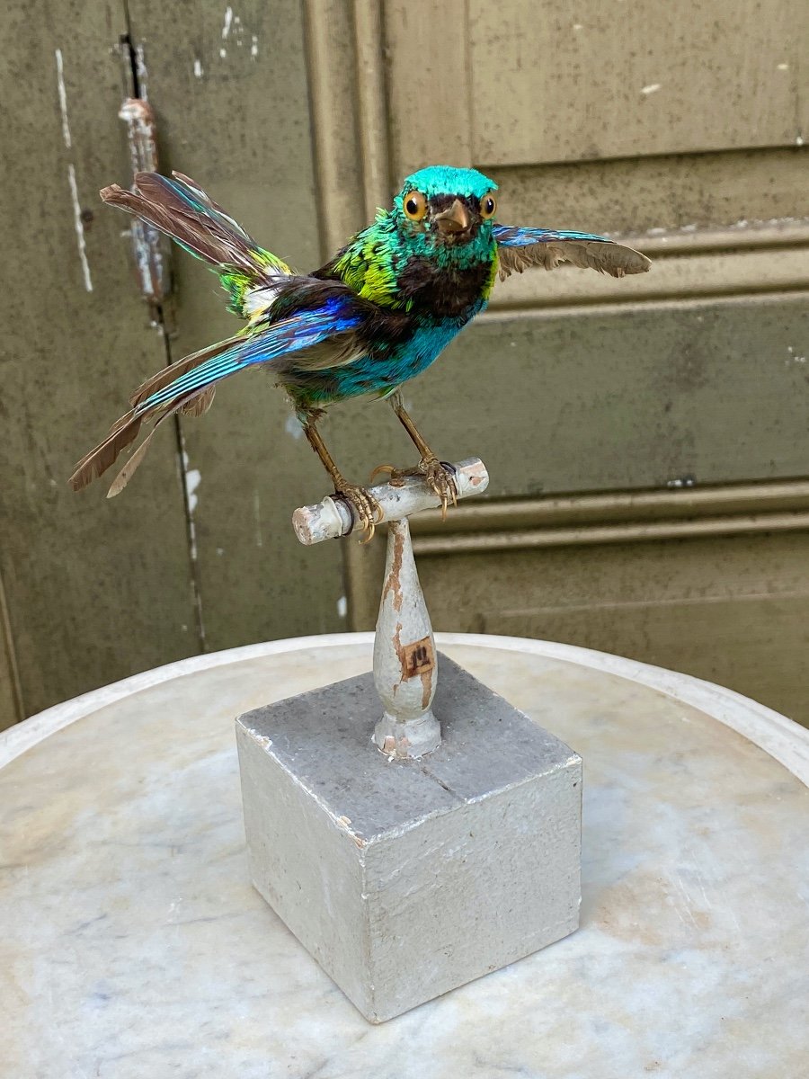 Naturalized Bird Taxidermy 19th Century