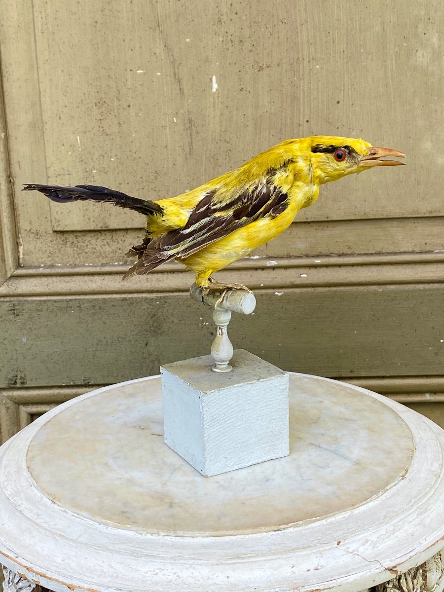 Naturalized Bird Taxidermy 19th Century-photo-2