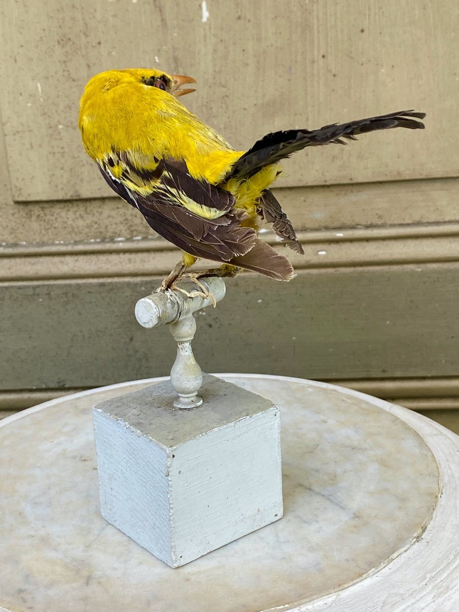 Naturalized Bird Taxidermy 19th Century-photo-3