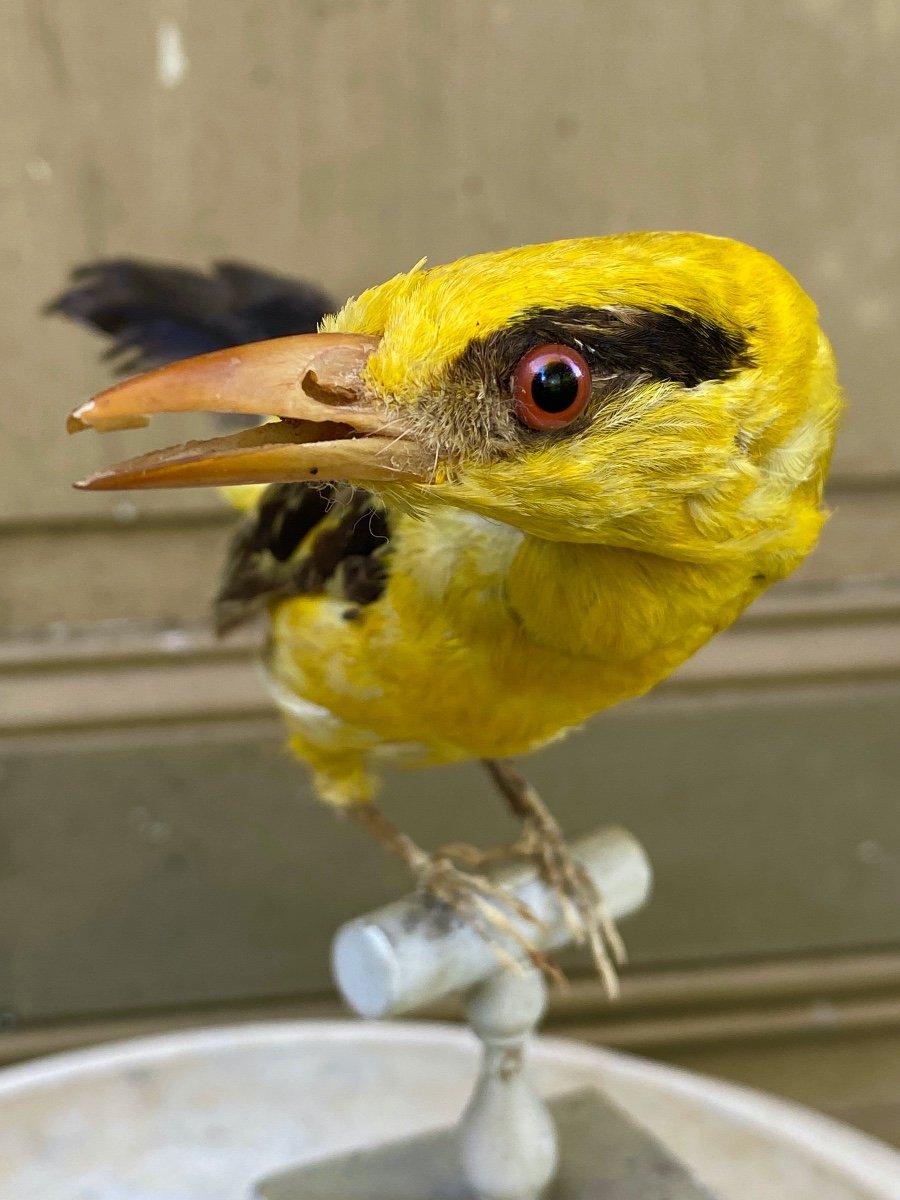 Naturalized Bird Taxidermy 19th Century-photo-4