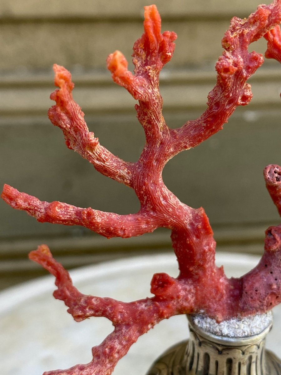 Corail Rouge de Méditerranée Sur Pied en Argent-photo-2