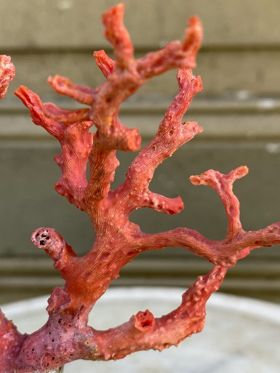 Corail Rouge de Méditerranée Sur Pied en Argent-photo-3