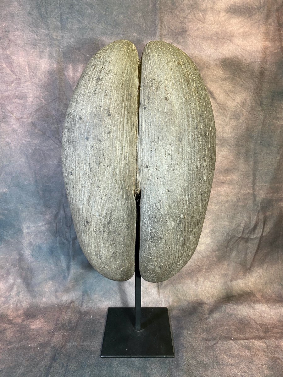 Large Coco Butt Sea Coconut From Seychelles