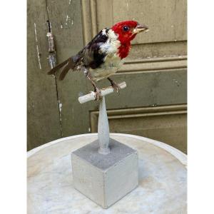 Oiseau Naturalisé Taxidermie XIXème