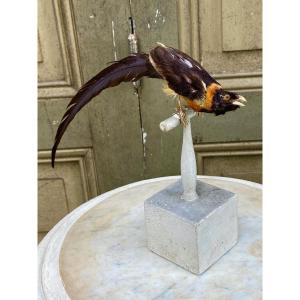 Oiseau Naturalisé Taxidermie XIXème