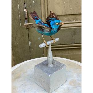 Oiseau Naturalisé Taxidermie XIXème