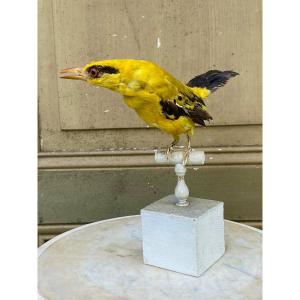 Naturalized Bird Taxidermy 19th Century