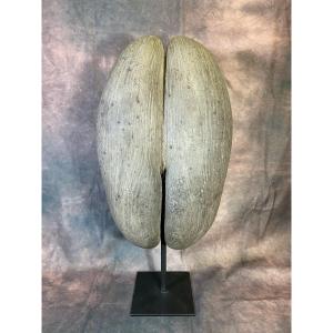 Grand Coco Fesse coco de mer  Des Seychelles