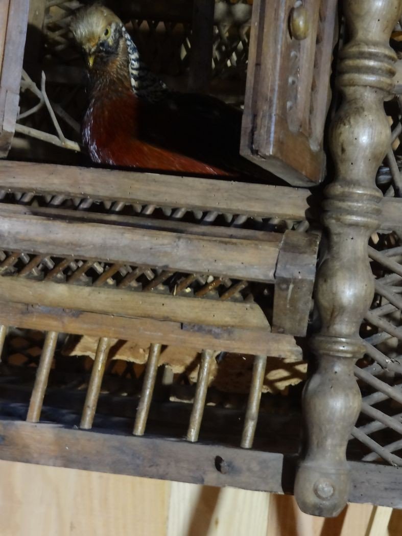 Imposing Wooden Bird Cage 19th Century 101 X 120 Cm-photo-8