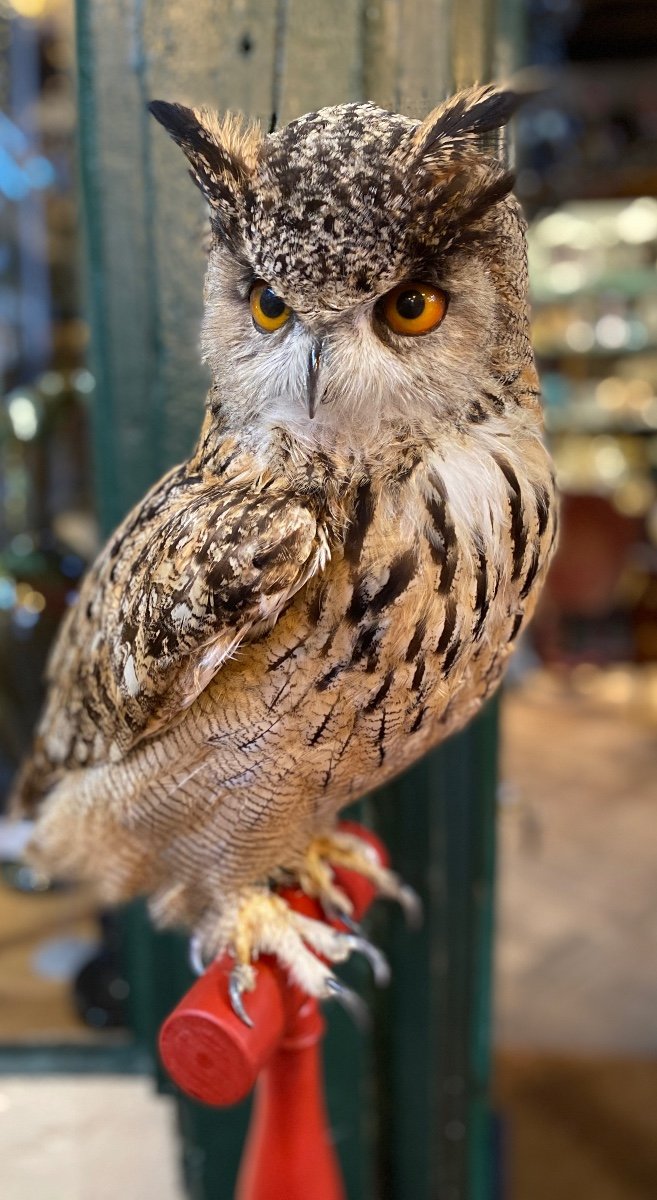 Great Horned Owi-photo-2