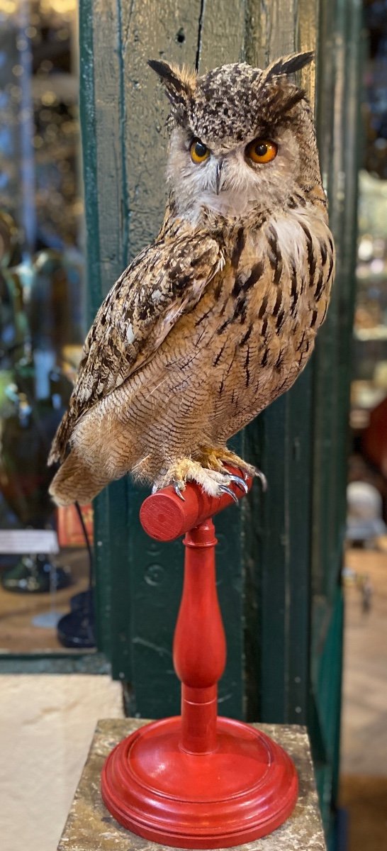 Hibou Grand Duc