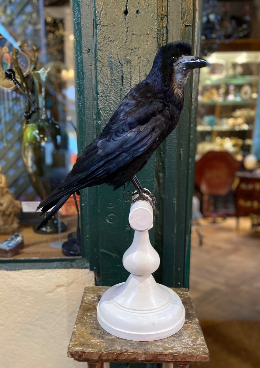 Naturalized Raven-photo-2